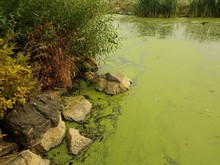 Water, Green Algae And Rocks With Green Plants
