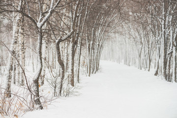  Snowy tunnel among tree branches in parkland close up. Snowy white background with alley in grove. Path among winter trees with hoarfrost during snowfall. Fall of snow. Atmospheric winter landscape.