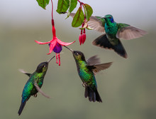 Hummingbird In Costa Rica 