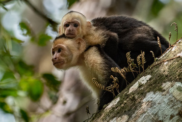 Wall Mural - White Faced Capuchin Monkey in Costa Rica  