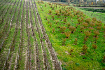 Wall Mural - Greco di Tufo vineyards and hazelnut plantation, two excellences of the province of Avellino, Italy