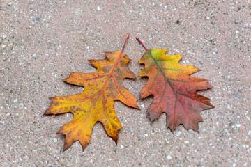 two yellow-red leaves of oak lying on the terrace in autumn