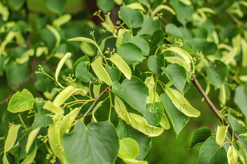 Small leaved lime (Tilia cordata) leaves and fruits growing on tree branches