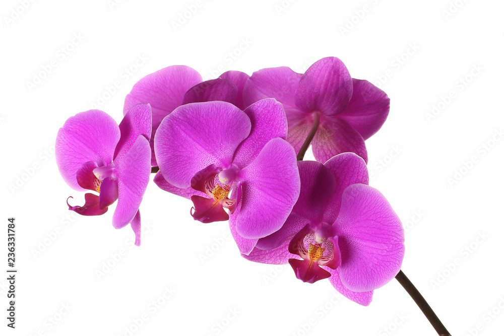 Pink phalaenopsis on a white background, flowers closeup, branch of orchid. - obrazy, fototapety, plakaty 
