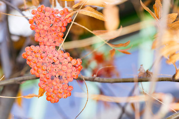 Wall Mural - two clusters of rowan on a tree