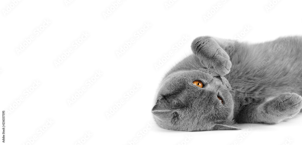 Purebred gray shorthair cat on isolation - obrazy, fototapety, plakaty 