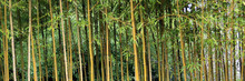 Bamboo Grass Stalk Plants Stems Growing In California Park Like Grove