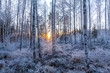 © Jonatan Rundblad - Frozen birch forest
