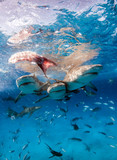Fototapeta Łazienka - Lemon shark at the Bahamas