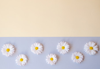 Wall Mural - Chamomile laid out in a row on orange-gray background.