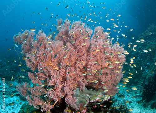 Fotografie, Obraz Pink coral surrounded by a school of fish
