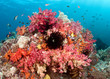 Healthy pink and red corals