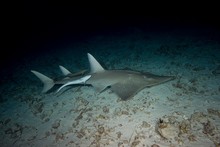 Giant Guitarfish Swims Over Sandy Bottom In Night, Maldives