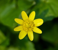 Yellow Lesser Celandine (Ficaria Verna), Flower, Germany, Europe