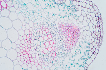 Wall Mural - Plant vascular tissue under microscope view.