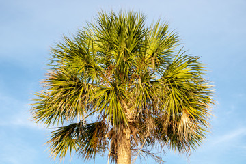 Wall Mural - Palm tree