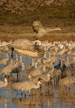 Sandhill Cranes Stop During Their Migration To Settle In The Bosque Del Apache National Wildlife Preserve In New Mexico