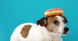 Funny Jack Russell Terrier dog with donut on its head looking at doughnut on blue background