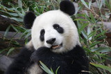 Fototapeta Zwierzęta - Close Up Sweet Female Panda, Xiao YaTou, Chengdu, China