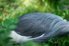 Grey Crowned Crane Bird