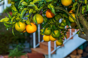 Oranges on tree (orange tree) with leaves and branches