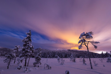 Wall Mural - Night in the snowy forest. Norwegian wintertime.