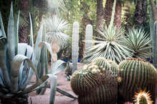 Beautiful Cactus Plant Garden