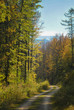 Gravel road leading through autumn forest