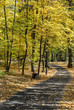 Winding path in autumn park