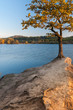 Single Common Oak on a lake shore at sunrise