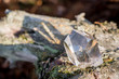 Transparent Crystal Quartz Gemstone standing on an tree in the forest 