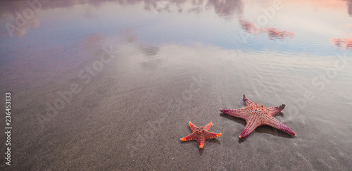 Fotomural Two starfish on sea beach at sunset