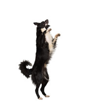 Border Collie Jumping