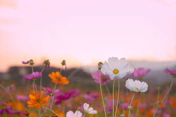 orange, white and purple cosmos flowers in the garden with sunset background in pastel retro vintage