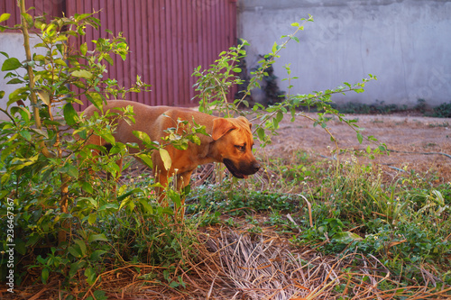boerboel german shepherd cross breed