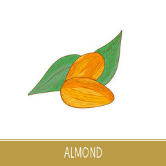 Canvas Print - Almond. Grainl. Sketch. Color pattern.