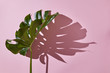Leaf Monstera on pink background