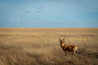 Hartebeest in grass in Central Serengeti