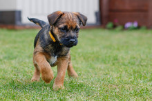 Border Terrier Puppy Playing