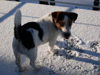 Jack Russell Terrier close-up cute face