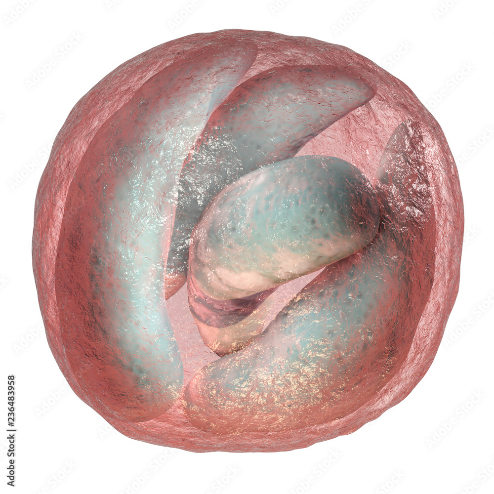 Cryptosporidium parvum oocyst, 3D illustration. Cryptosporidium is a  protozoan, microscopic parasite, the causative agent of the diarrheal disease  cryptosporidiosis Stock Illustration | Adobe Stock