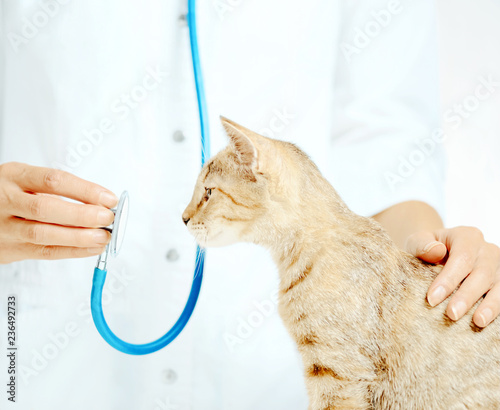 Fototapeta na szkło Curious cat looking at stethoscope on a visit to vet.
