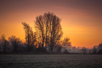 Frosty morning on the meadow