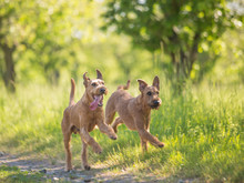 Beautiful Irish Terrier Dogs, Very Active Hunter Breed, In Nature