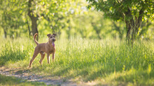 Beautiful Irish Terrier Dog, Very Active Hunter Breed, In Nature
