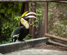 Great Hornbill (great Indian Hornbill, Great Pied Hornbill), One Of Larger Members Of  Hornbill Family, Has Long Brightly Colored Down-curved Bill And A Casque. Animal, Bird In Zoo Aviary Captivity.