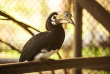 Great Hornbill (great Indian Hornbill, Great Pied Hornbill), One Of Larger Members Of  Hornbill Family, Has Long Brightly Colored Down-curved Bill And A Casque. Animal, Bird In Zoo Aviary Captivity.