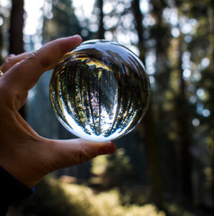 Wall Mural - Giant Redwood Forest with Light Coming Through Trees Captured in Glass Ball Reflection