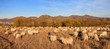 Schafe und Ziegen vor dem Siebengebirge im Herbst