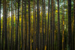 © Mondrian Correa - In the woods